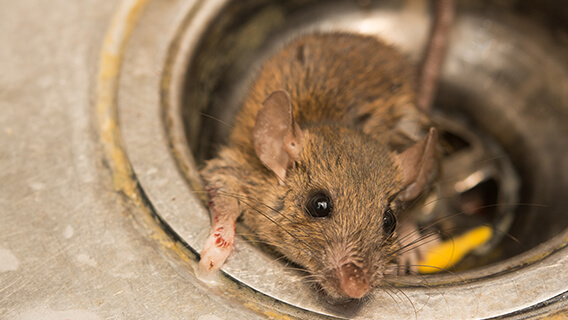Ekstremt mange rotter: De er tørstige